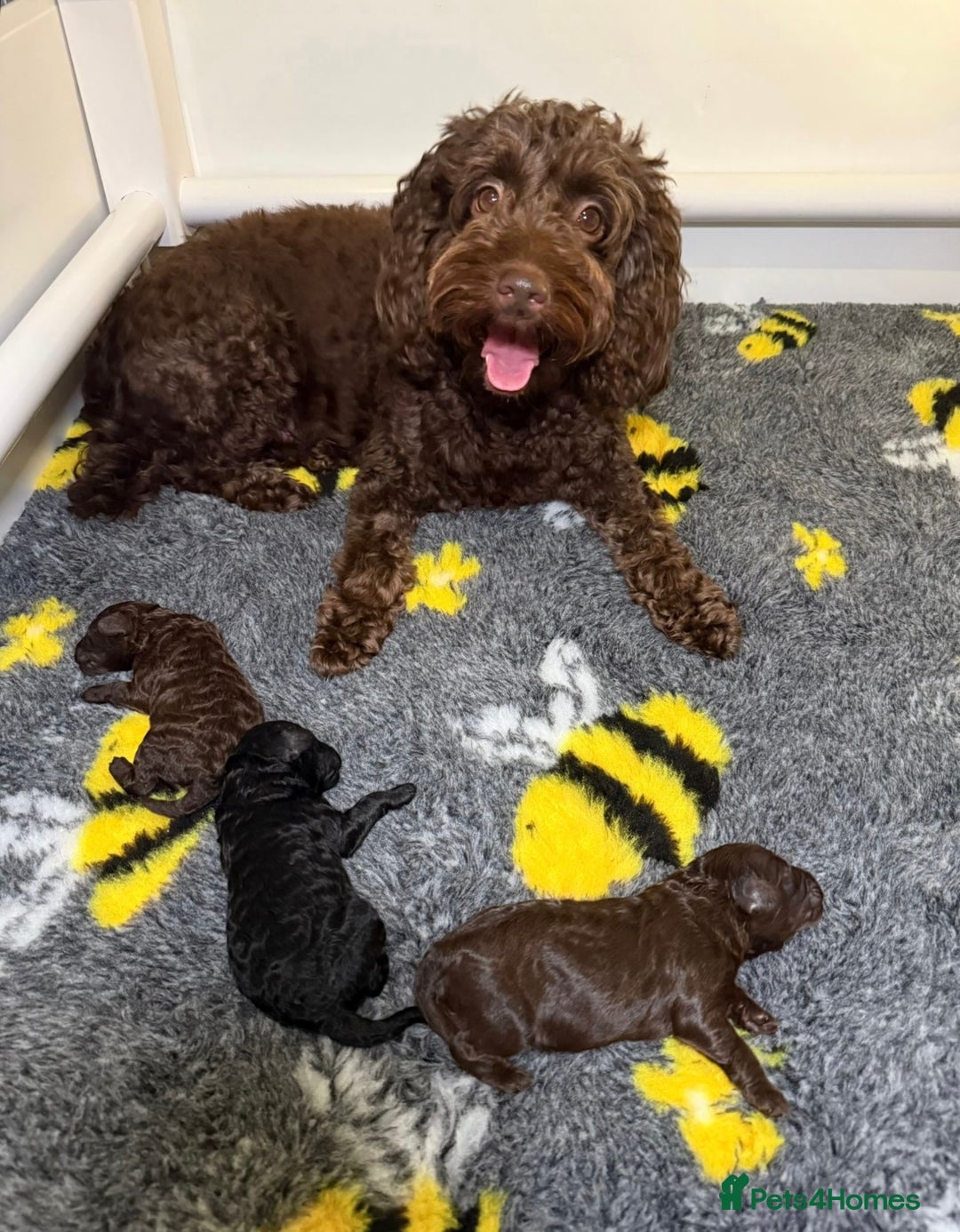 Cockapoo dogs for sale: 🐾 Beautiful F1B Cockapoos –Health Tested Parents  - Image 5