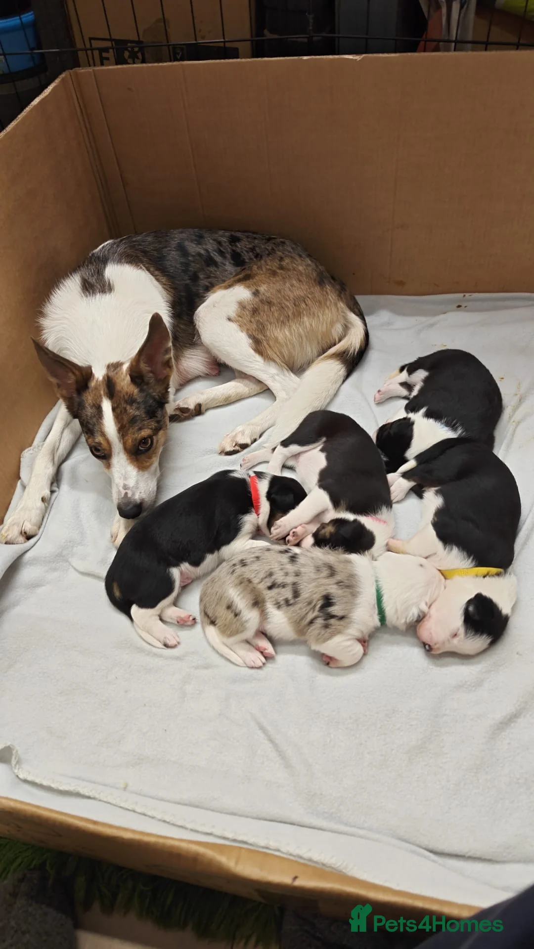 Welsh Collie dogs for sale: Beautiful Welsh Collie Sheepdog Puppies for Sale - Advert 1