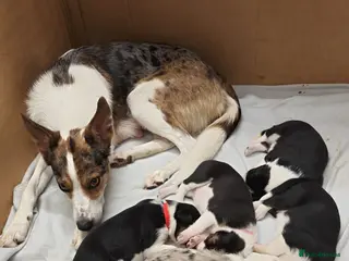 Welsh Collie dogs Beautiful Welsh Collie Sheepdog Puppies for Sale - Advert 13