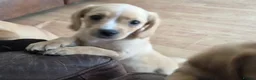 Mixed Breed dogs for sale: Cavador puppies 8weeks old  - Advert 2