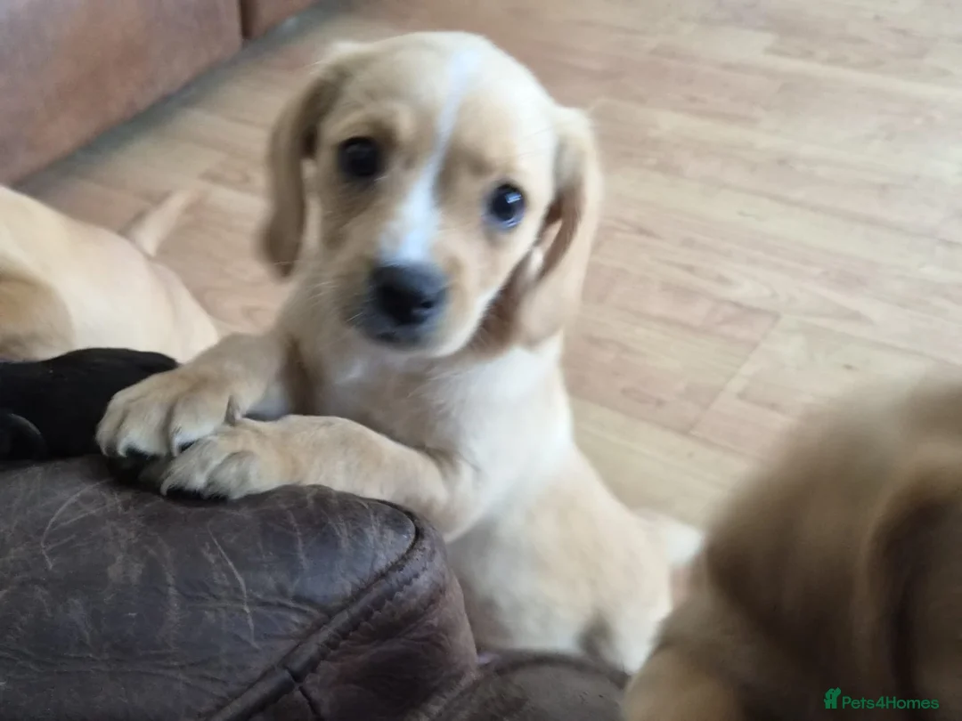 Mixed Breed dogs for sale: Cavador puppies 8weeks old  - Advert 2
