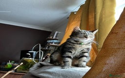 Domestic Shorthair cats for sale: Looking for a loving home for our loved male cat. - Image 6
