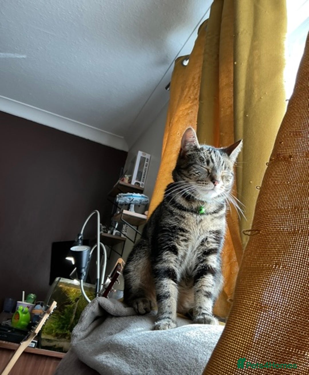 Domestic Shorthair cats for sale: Looking for a loving home for our loved male cat. - Image 6