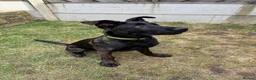 Belgian Shepherd Dog dogs for sale: Dutch Shepherd  in Rotherham - Advert 6