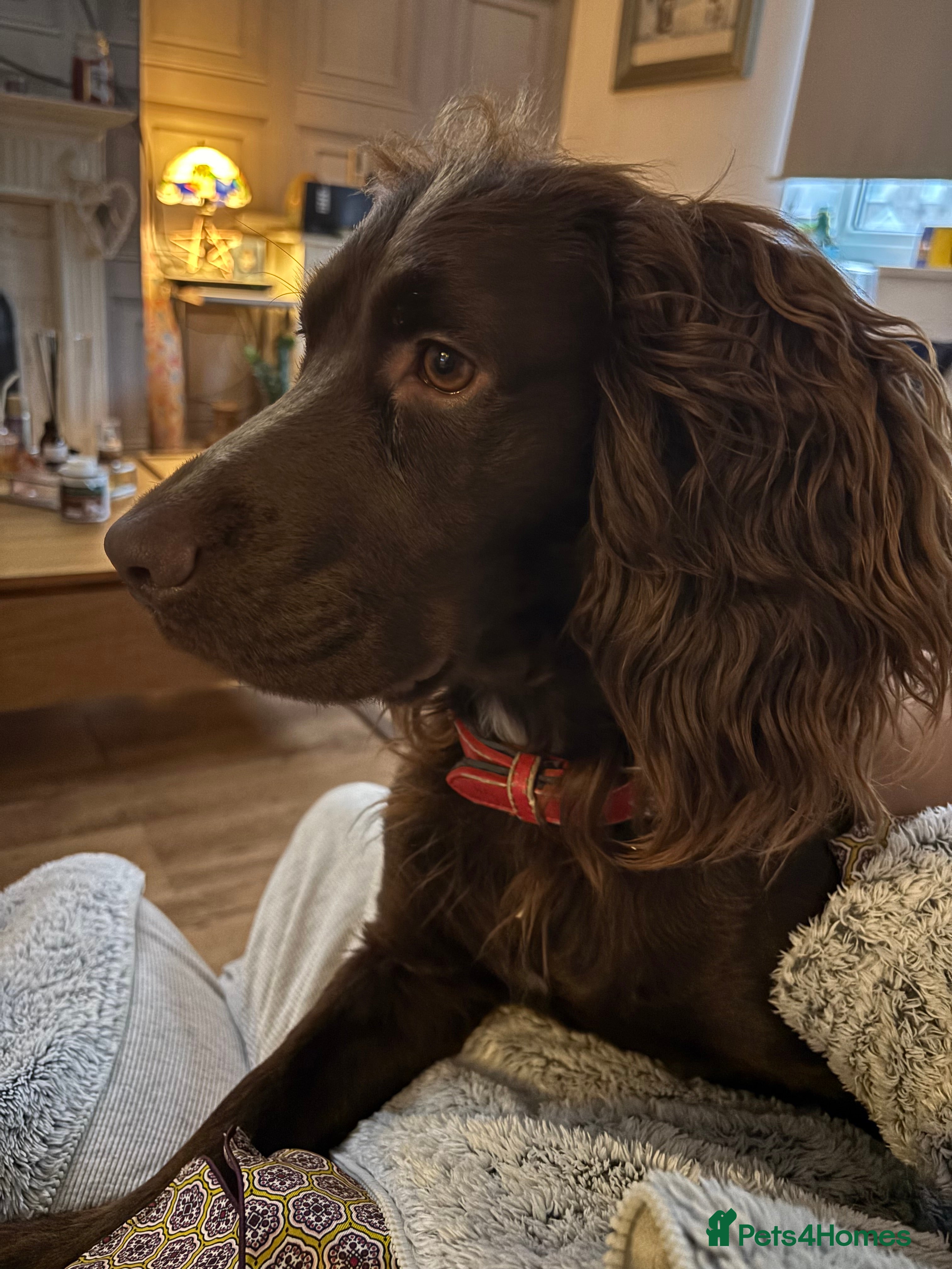 Cocker Spaniel dogs 2 yr old cocker spaniel  - Advert 1