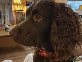 Cocker Spaniel dogs 2 yr old cocker spaniel - Advert 1