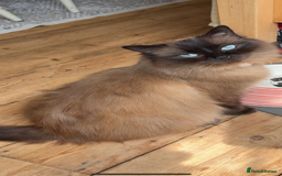Ragdoll cats for sale: Pedigree Mink Ragdoll kittens  - Image 13