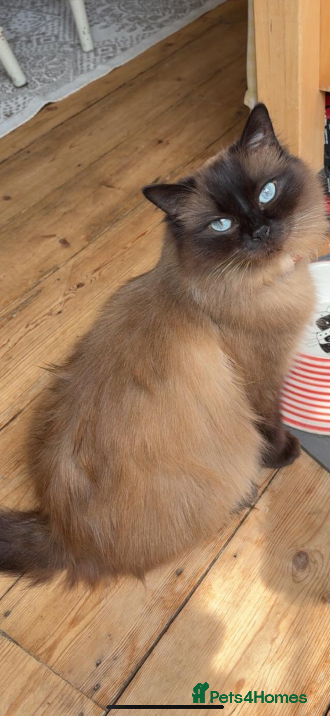 Ragdoll cats for sale: Pedigree Mink Ragdoll kittens  - Image 13