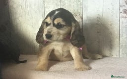 Cocker Spaniel dogs for sale: Adorable, Social, Confident KC reg Cocker pups - Image 9