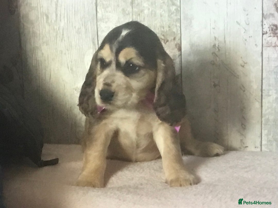 Cocker Spaniel dogs for sale: Adorable, Social, Confident KC reg Cocker pups - Image 9
