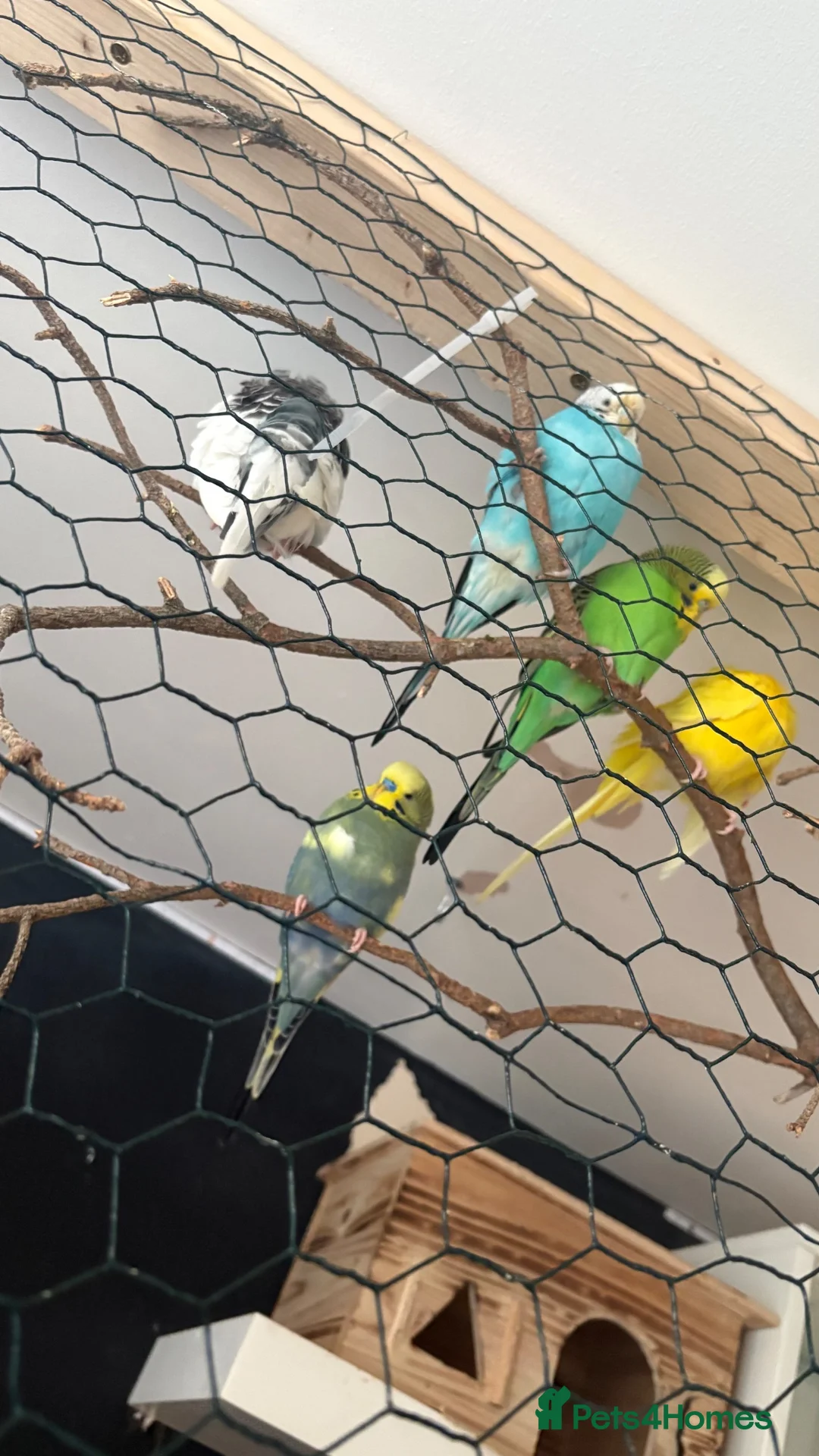 Budgerigars birds for sale: Budgies for sale £40 - Advert 2