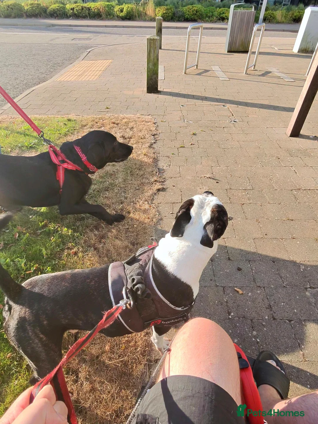 Mixed Breed dogs for stud: Aged 5 Gentle Staffie x Alapaha Blue Blood Bulldog - Advert 2