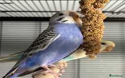Budgerigars birds for sale: Budgie and large cage - Image 2