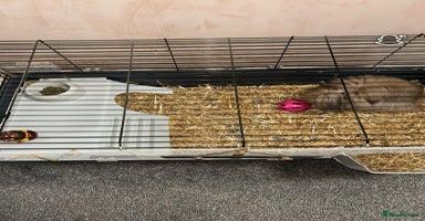 Mini Lion Lop rabbits - Advert 16