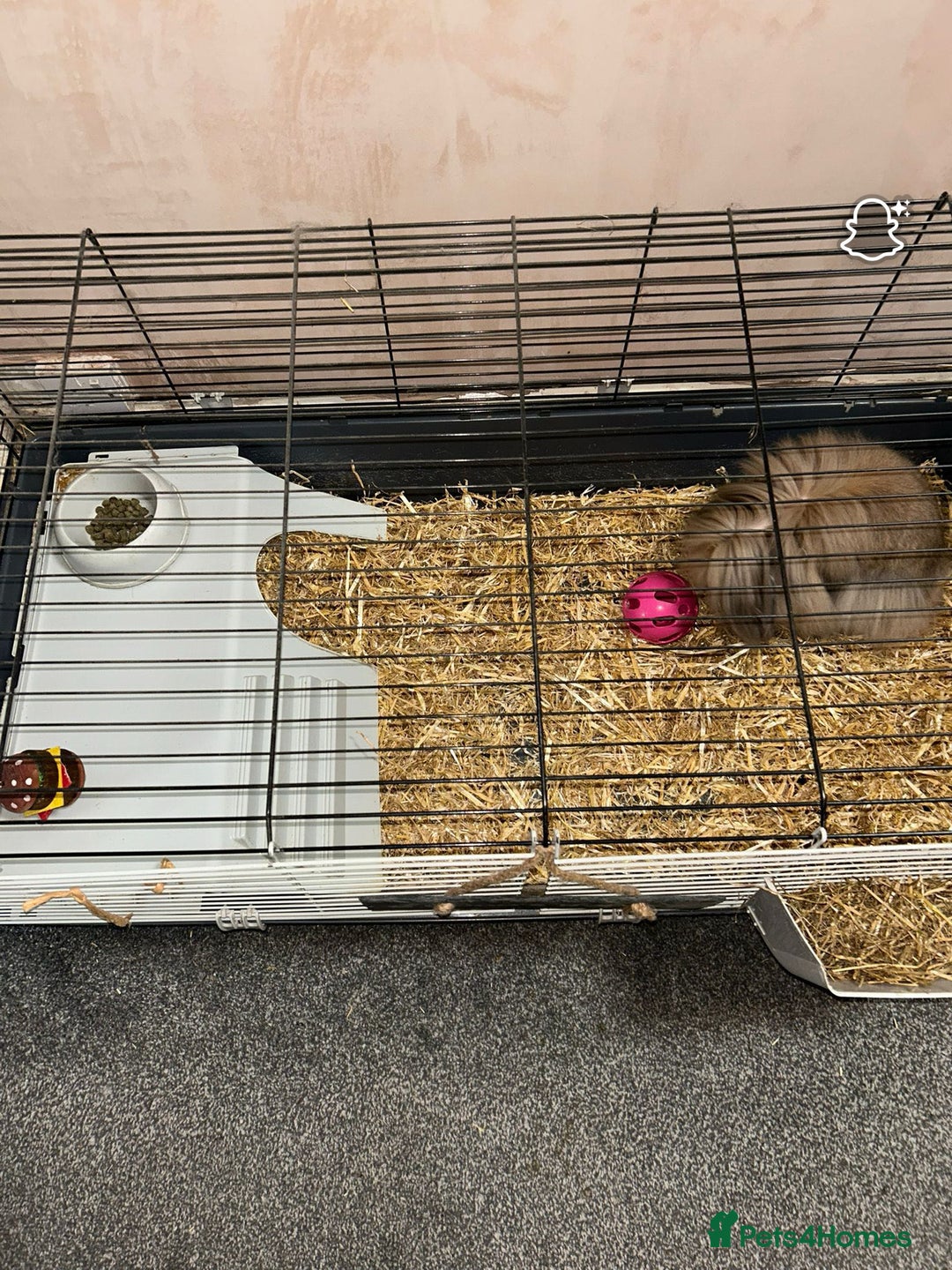 Mini Lion Lop rabbits for sale: Mini Lion Lop – 4yrs – Comes with Cage & Supplies  - Image 2