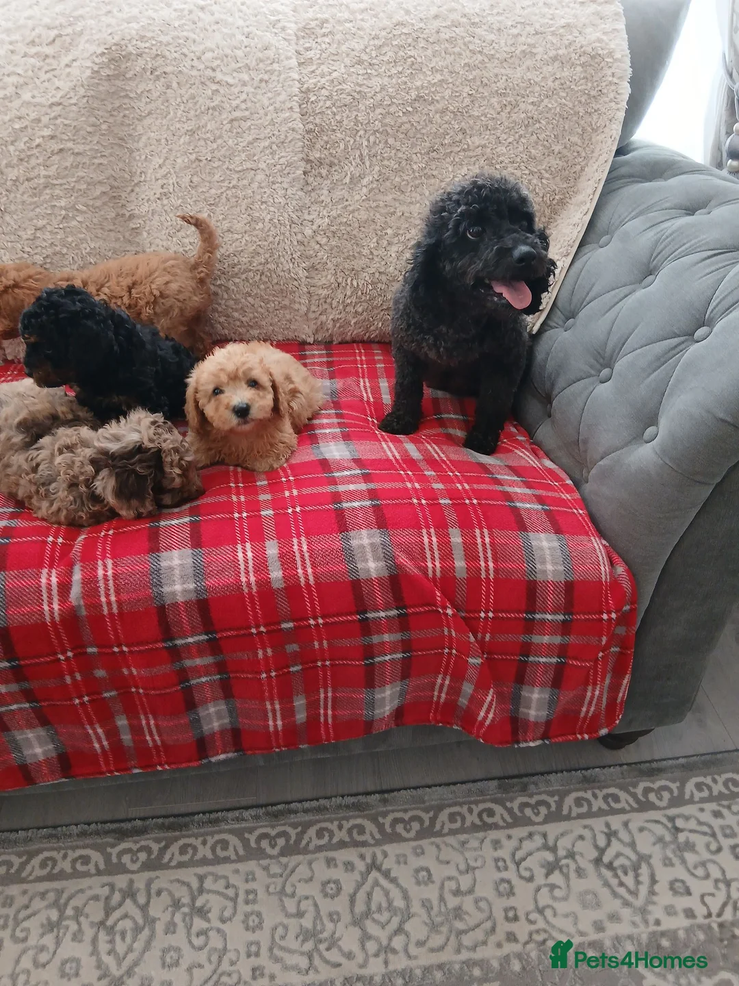 Cavapoo dogs for sale: Beautiful cavapoo puppies  in Winsford - Advert 1