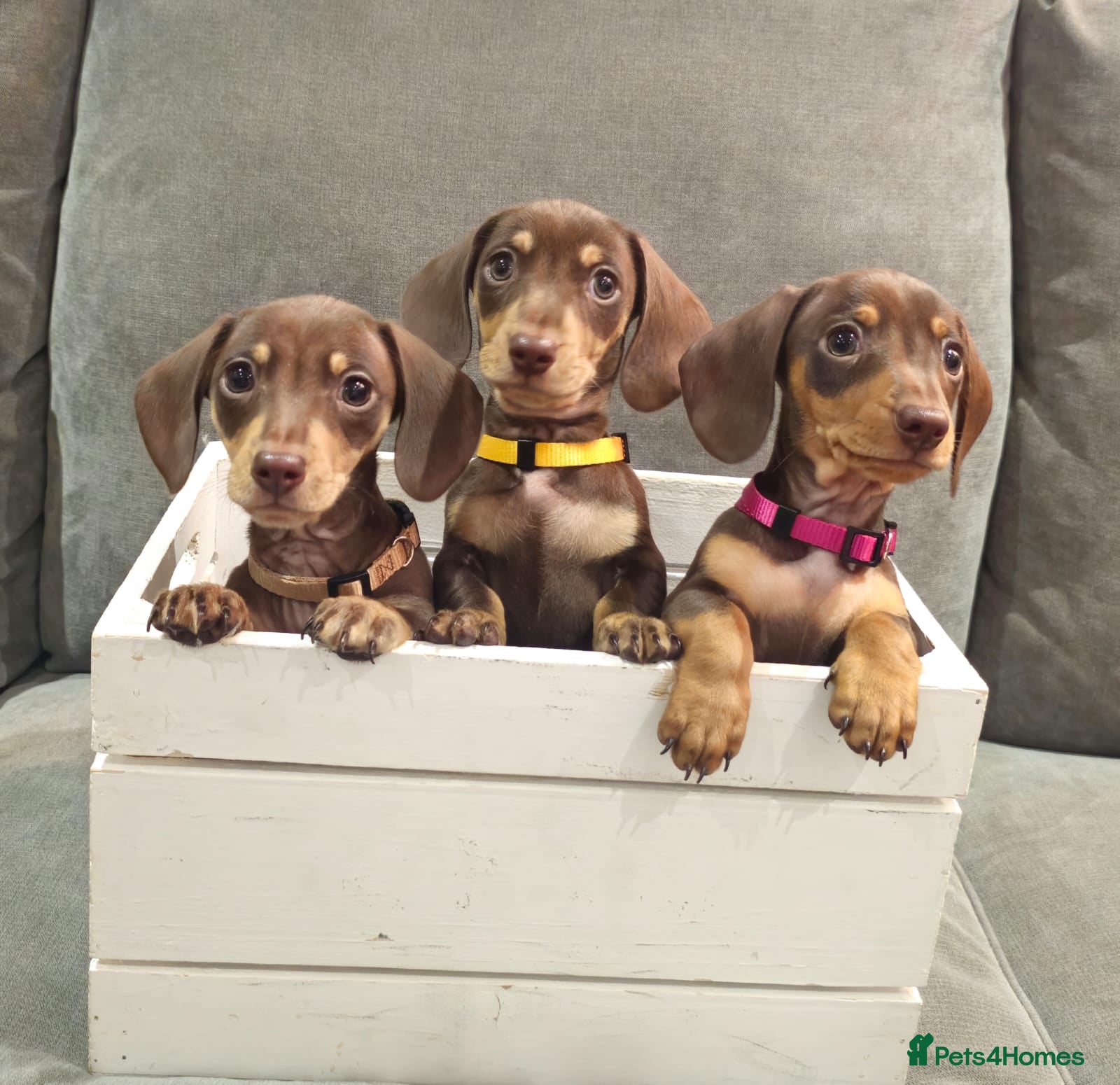 Miniature Dachshund dogs Chocolate & Tan KC Miniature Dachshund Puppies - Advert 6