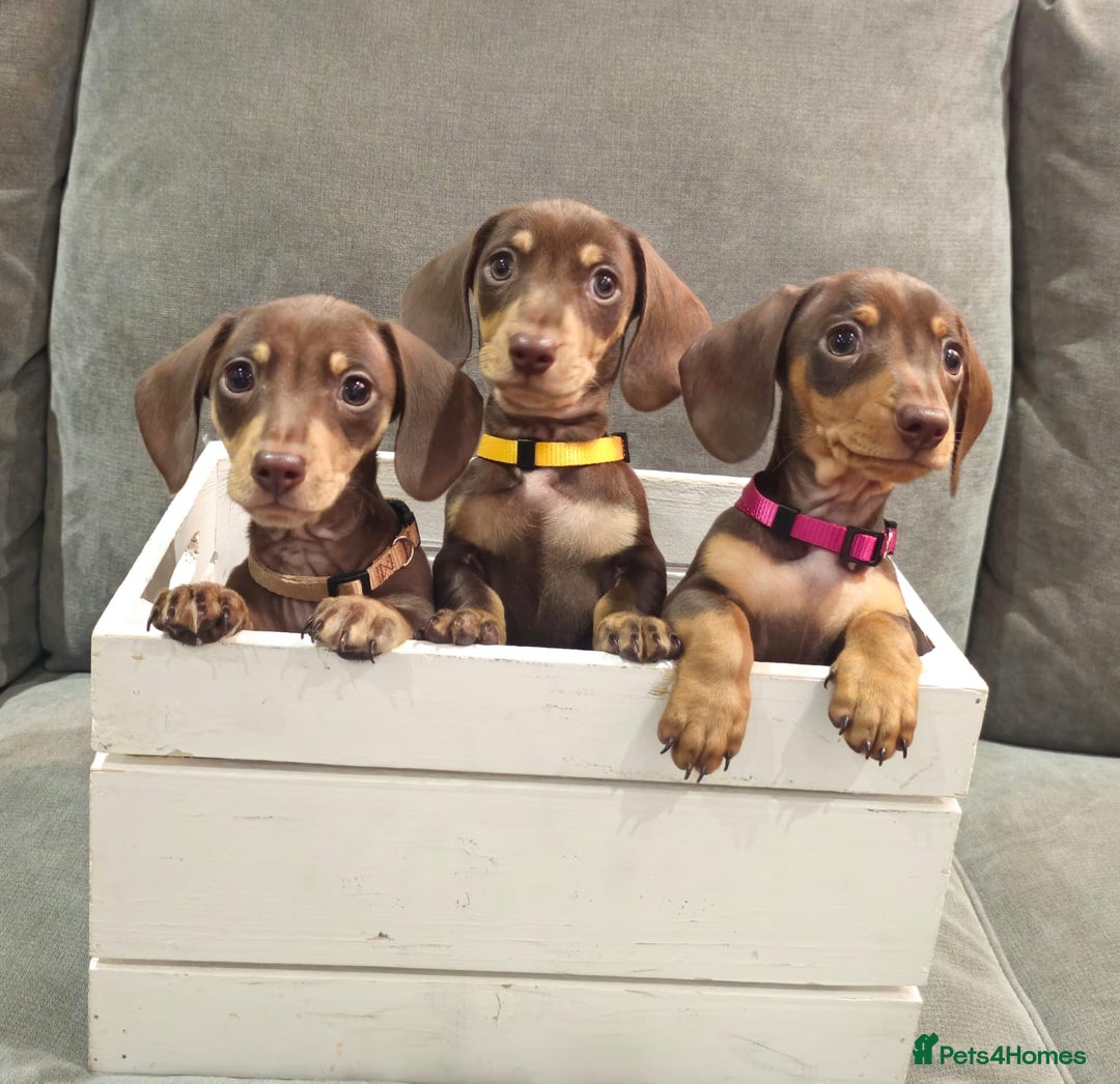Miniature Dachshund dogs for sale: Chocolate & Tan KC Miniature Dachshund Puppies - Advert 5