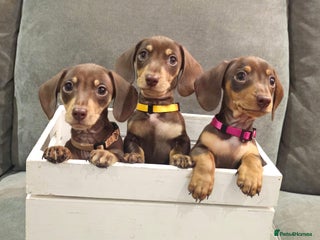 Miniature Dachshund dogs Chocolate & Tan KC Miniature Dachshund Puppies - Advert 3