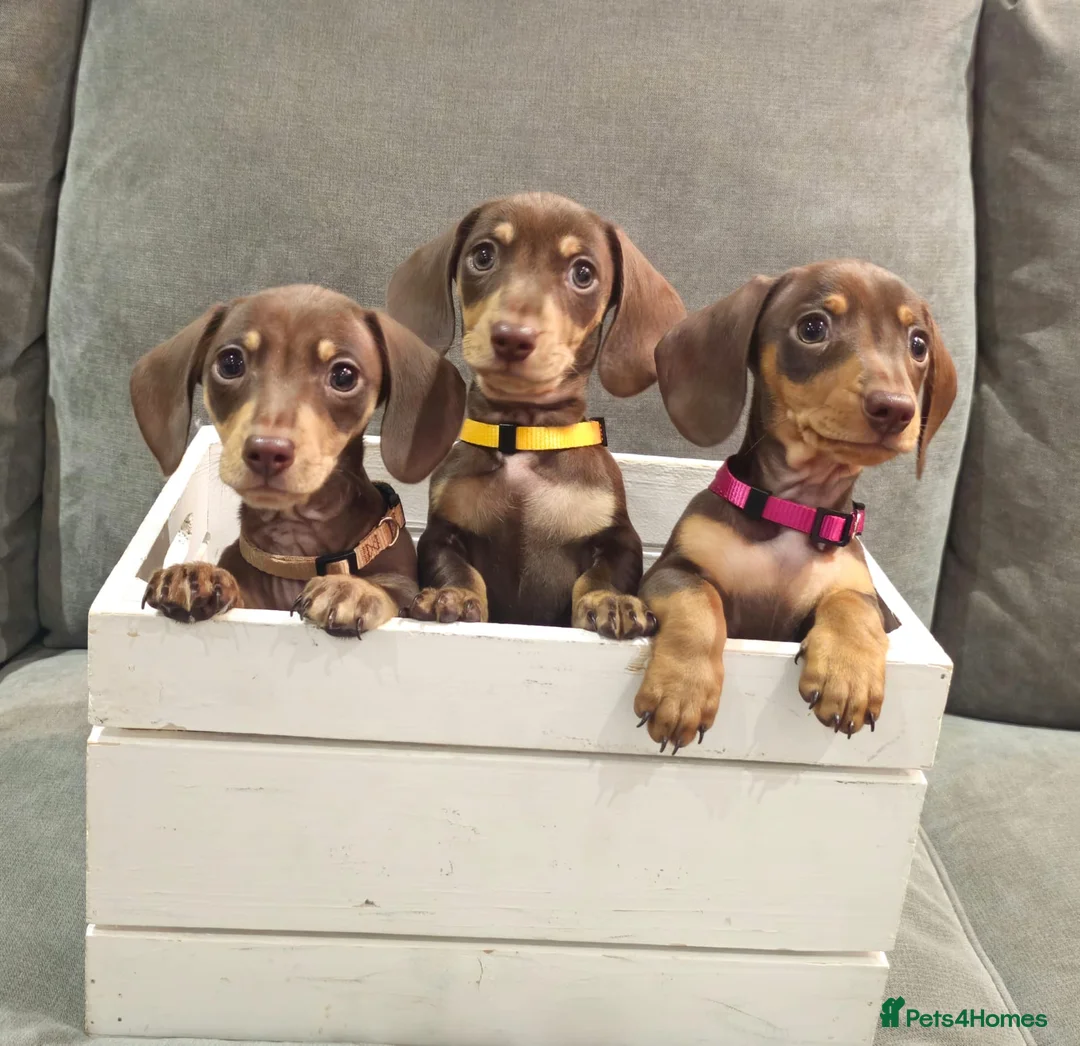 Miniature Dachshund dogs for sale: Chocolate & Tan KC Miniature Dachshund Puppies - Advert 2