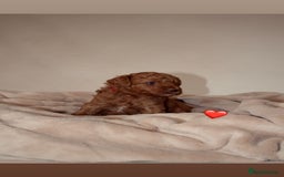 Cavapoo dogs for sale: 2 Beautiful F1B Cavapoo Boys Available!🩵 - Image 9