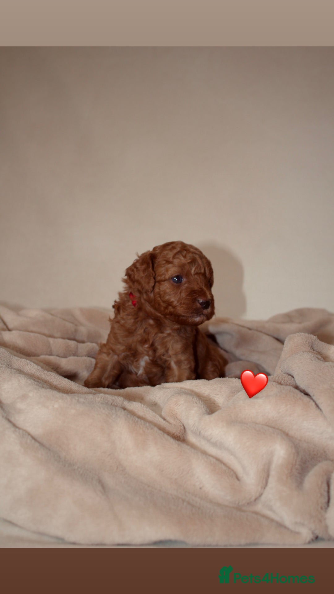 Cavapoo dogs for sale: 2 Beautiful F1B Cavapoo Boys Available!🩵 - Image 9