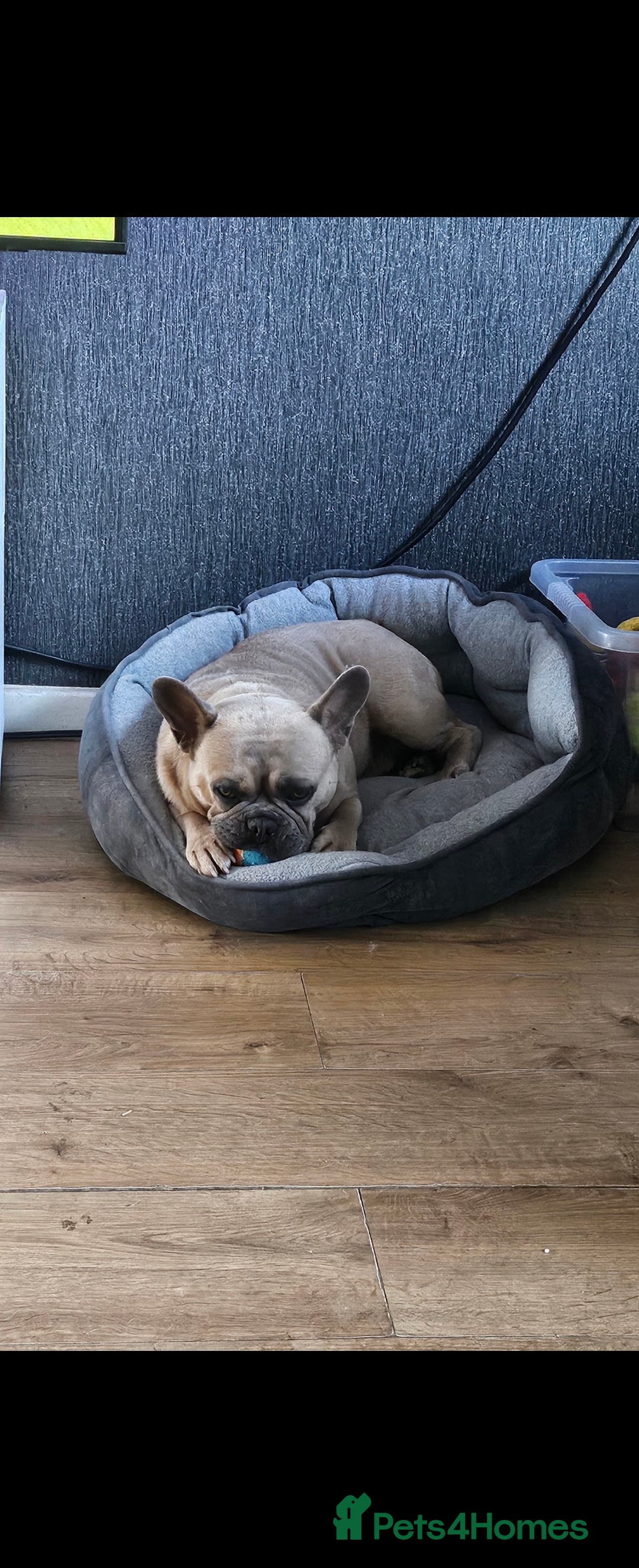 French Bulldog dogs for sale: 2 Year Old Male French Buldog - Image 4