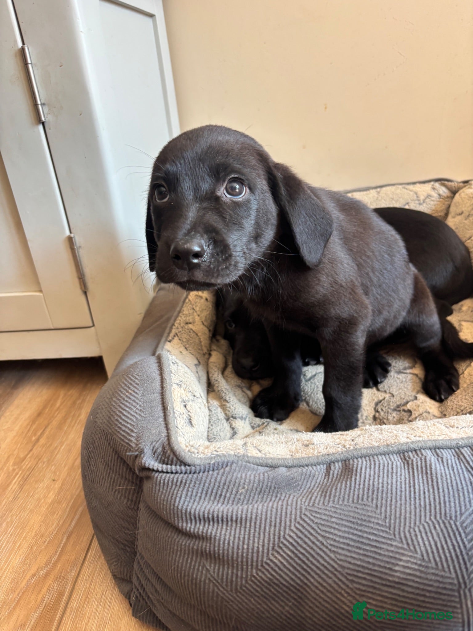 Labrador Retriever dogs Labrador Puppies ready to go  - Advert 2