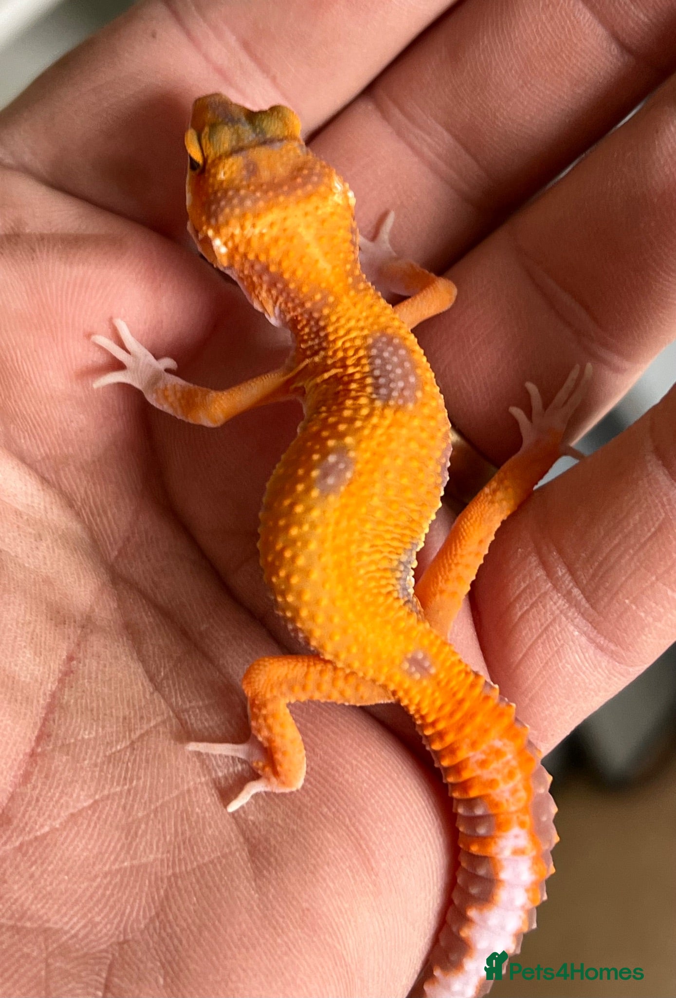 Leopard Gecko reptiles Leopard Gecko Babies - Advert 2