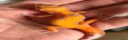Leopard Gecko reptiles for sale: Leopard Gecko Babies - Advert 2