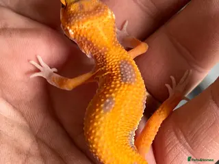Leopard Gecko reptiles Leopard Gecko Babies - Advert 2