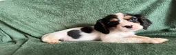 Cockalier dogs for sale: Beautiful, health tested cockalier puppies.  - Advert 21