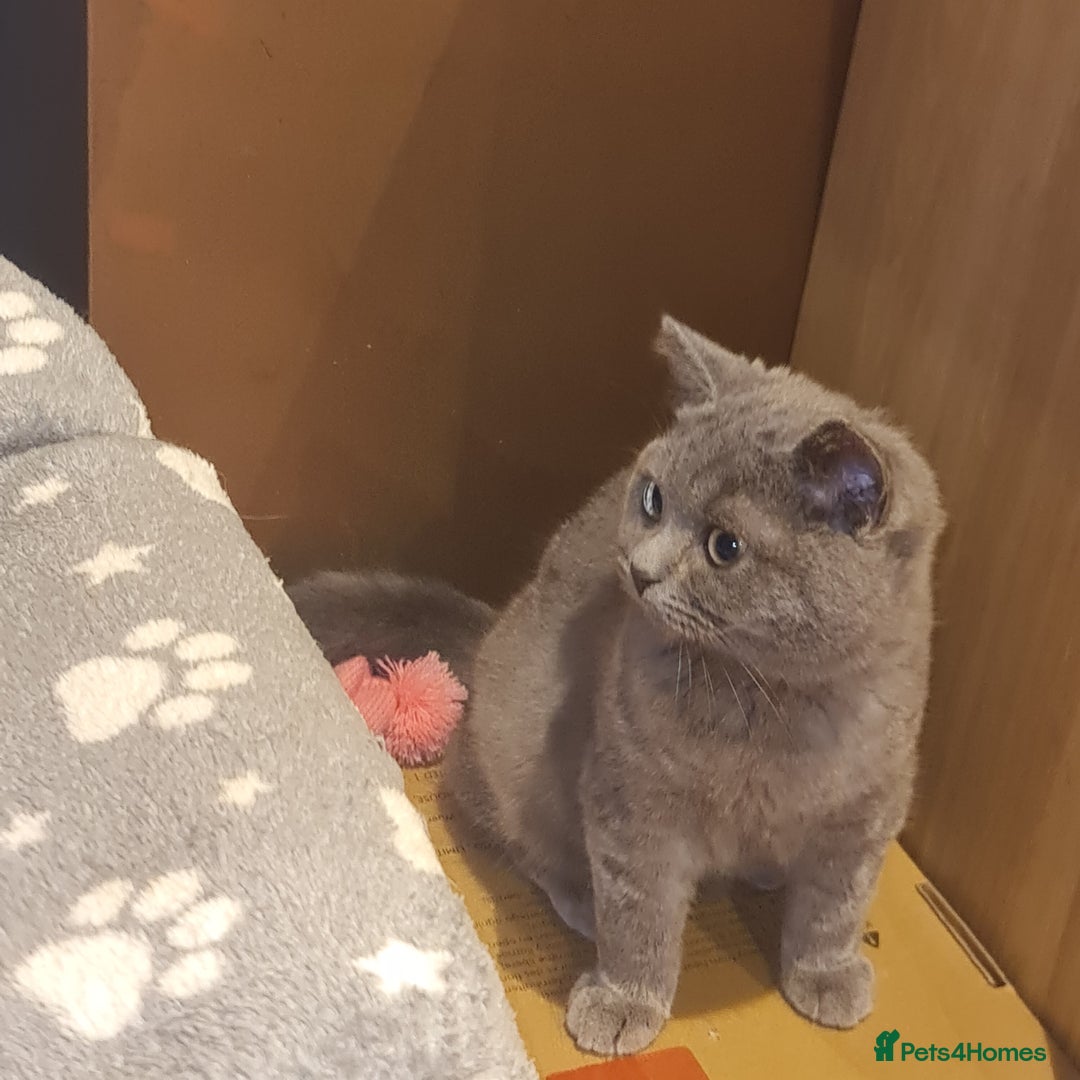 Scottish Fold cats for sale: Scottish Folds  4 Male 1 Female - Advert 18
