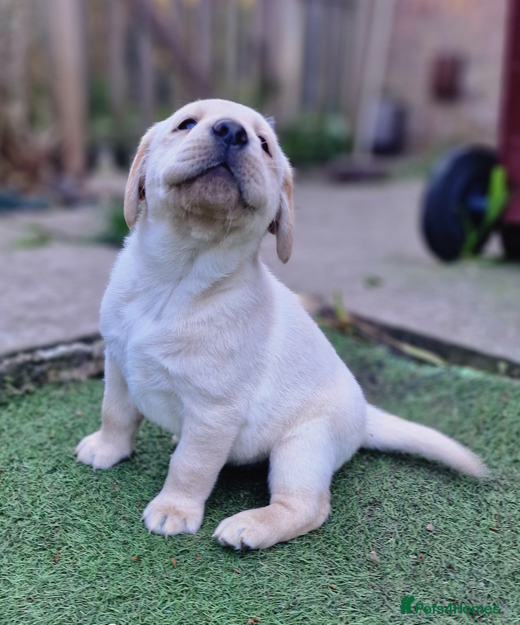 Labrador Retriever dogs Pedigree labrador puppies all 3 colours  - Advert 7