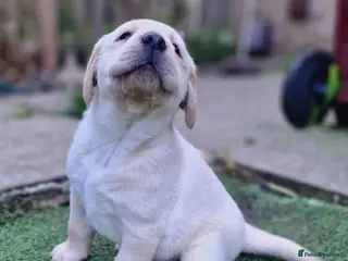 Labrador Retriever dogs Pedigree labrador puppies all 3 colours - Advert 7