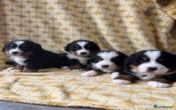 Bernese Mountain Dog dogs for sale: Kc Reg Bernese mountain dogs  - Image 16