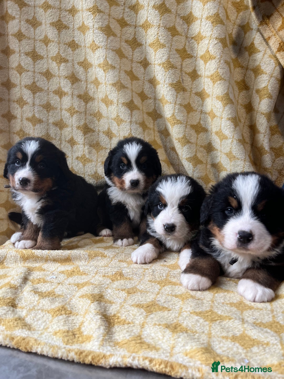 Bernese Mountain Dog dogs for sale: Kc Reg Bernese mountain dogs  - Image 16