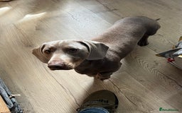 Dachshund dogs for sale: Litter of miniature dachshunds born 12/9/25 - Image 21