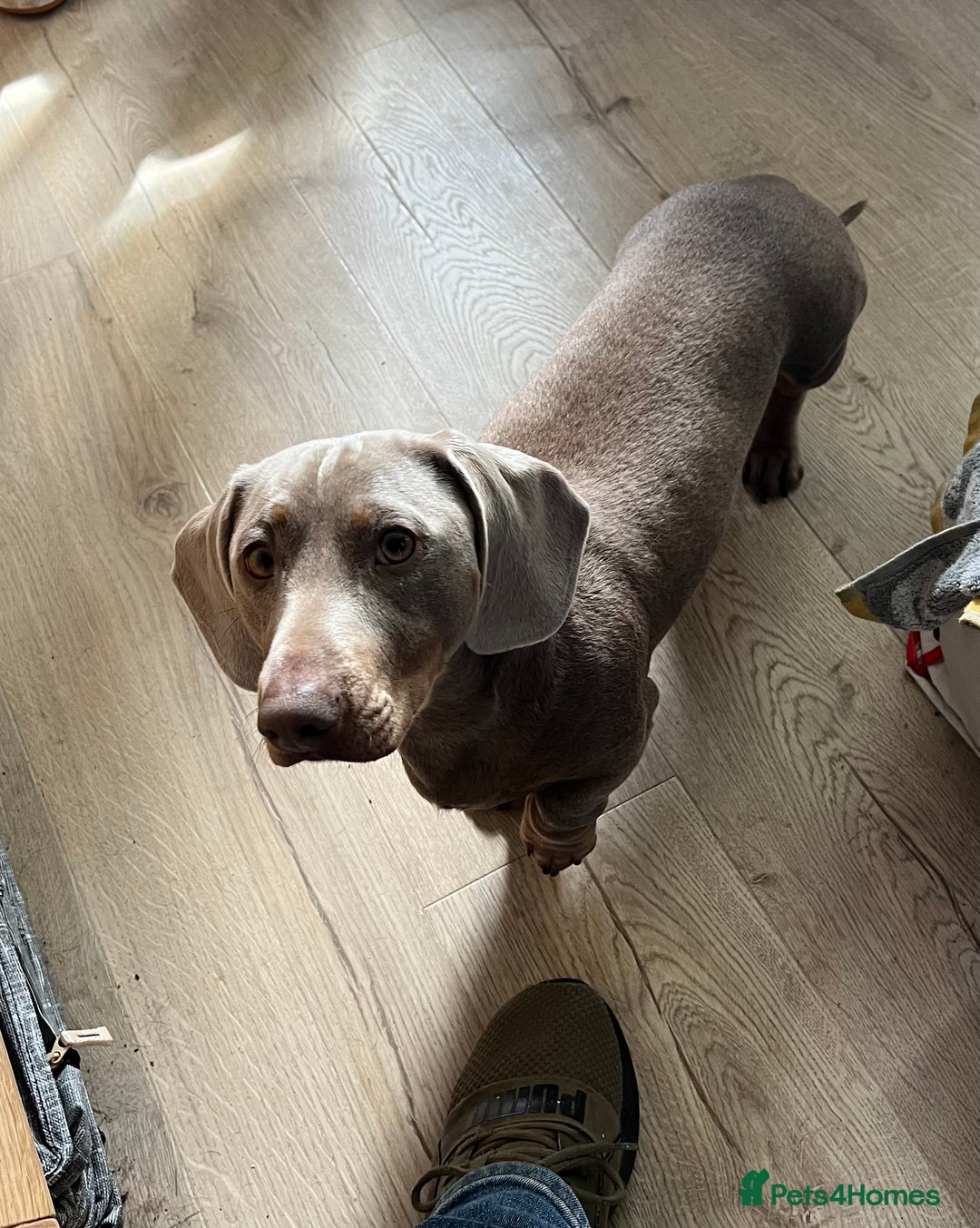 Dachshund dogs for sale: Litter of miniature dachshunds born 12/9/25 - Image 21