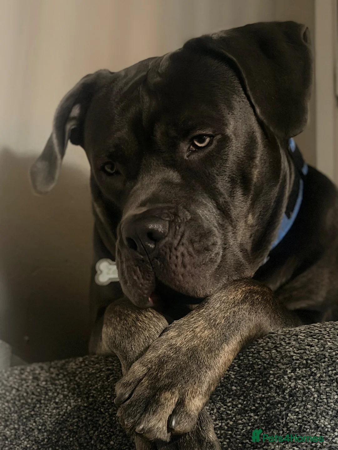 Cane Corso dogs for stud: Cane corso for stud  - Advert 2