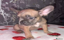 French Bulldog dogs for sale: French bulldog puppy’s - Image 12
