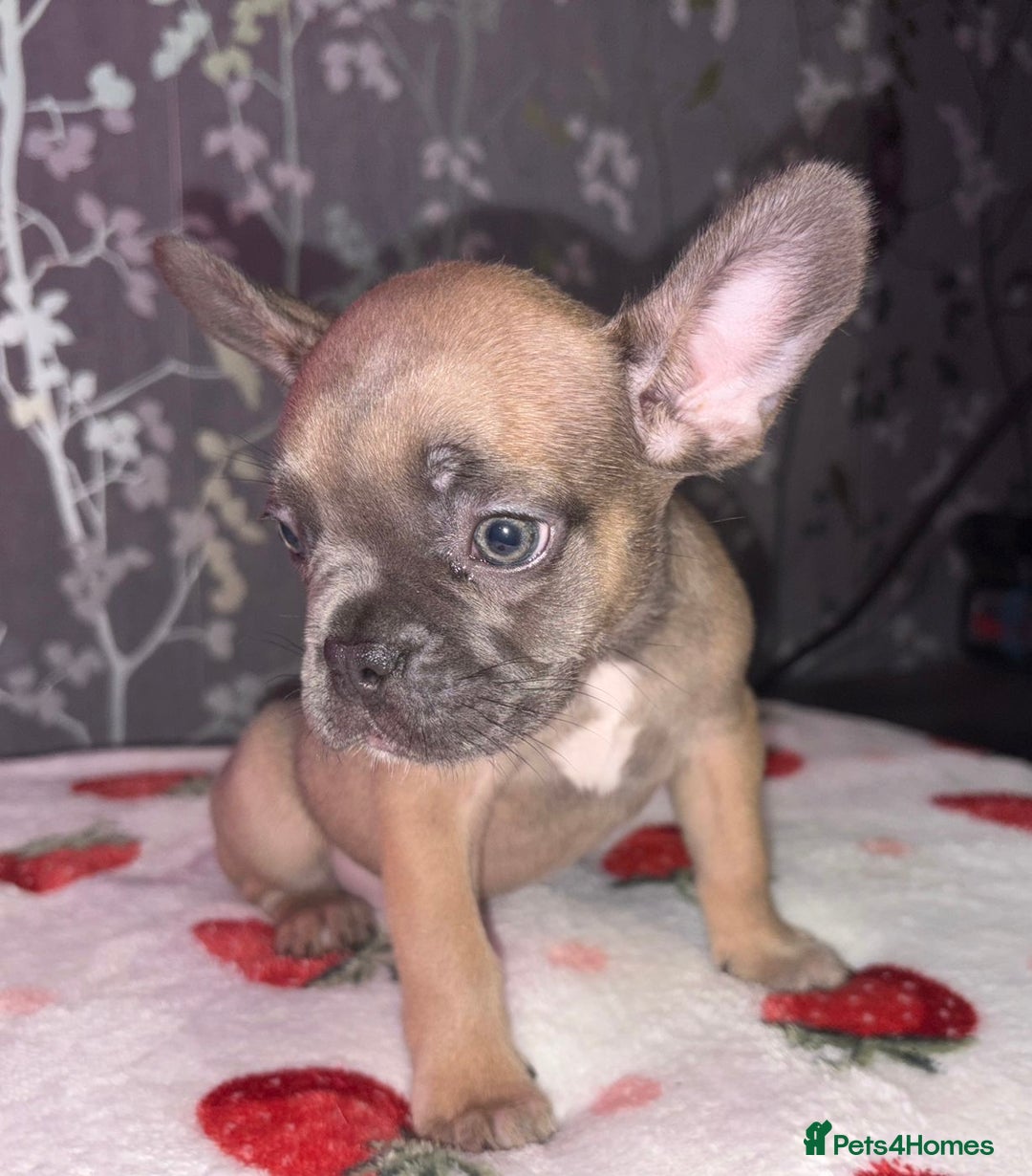 French Bulldog dogs for sale: French bulldog puppy’s - Image 12