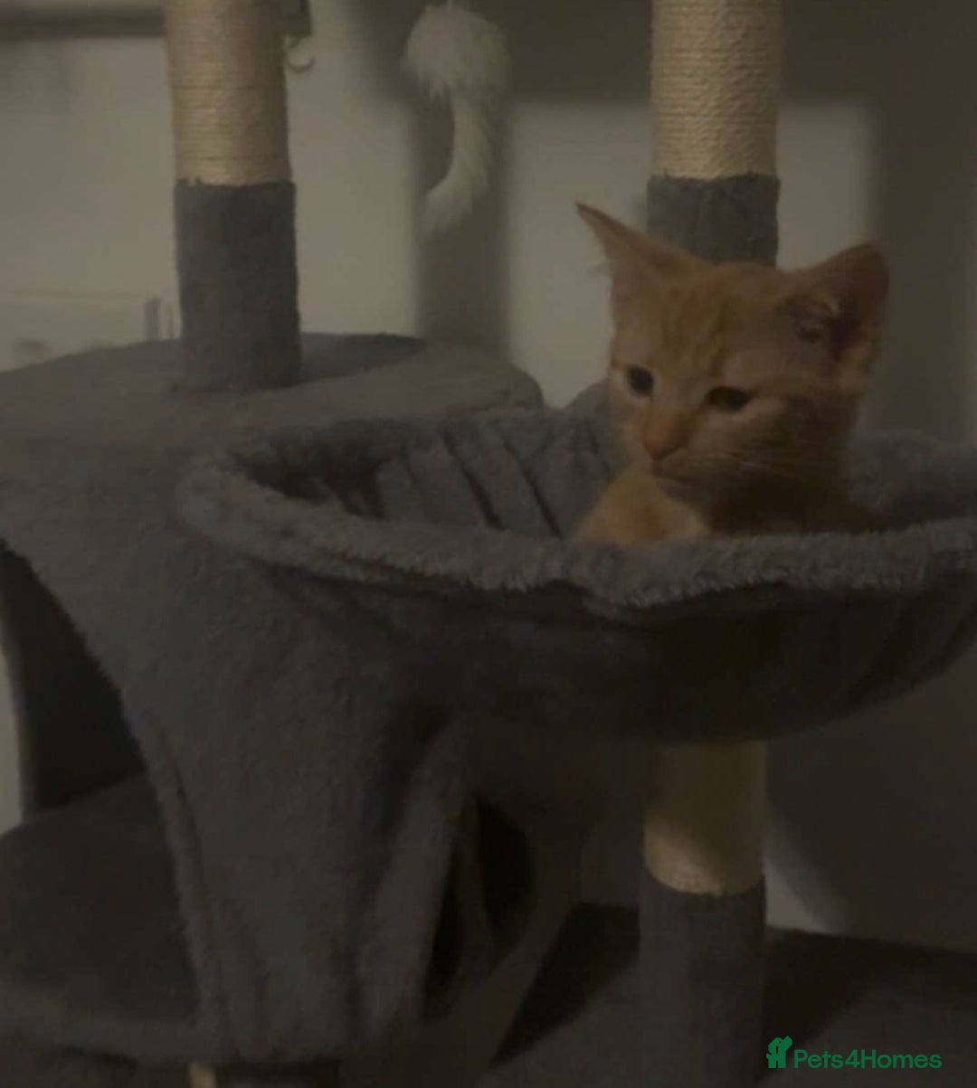 Mixed Breed cats for sale: Beautiful Ginger boy - Advert 4