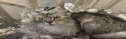 Maine Coon cats for sale: TICA Reg 14 Month old Maine Coon female - Advert 5