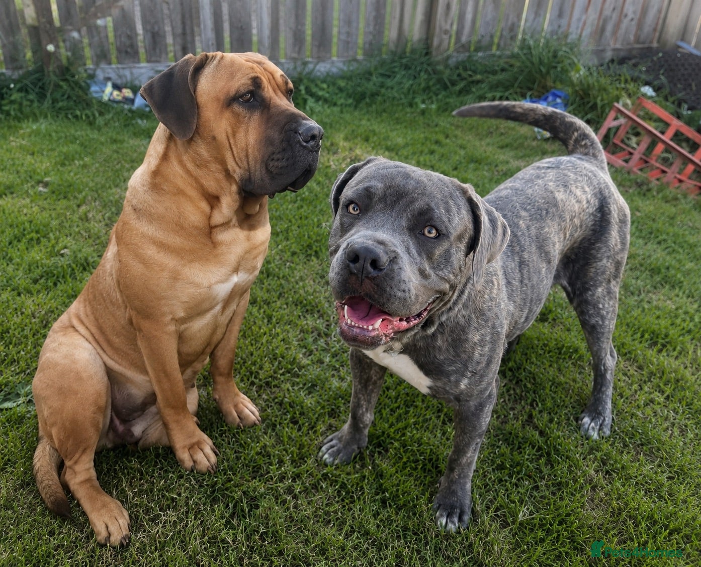 Bandog dogs Boerboel mastiff  - Advert 1
