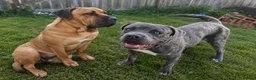 Bandog dogs for sale: Boerboel mastiff  - Advert 1