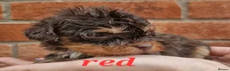 Cockapoo dogs for sale: Stunning toy cockerpoo puppy's for sale  in Ashbourne - Advert 12