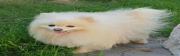 Pomeranian dogs for adoption: 🐾 RICHARD – Male Pomeranian 🐾 - Advert 6