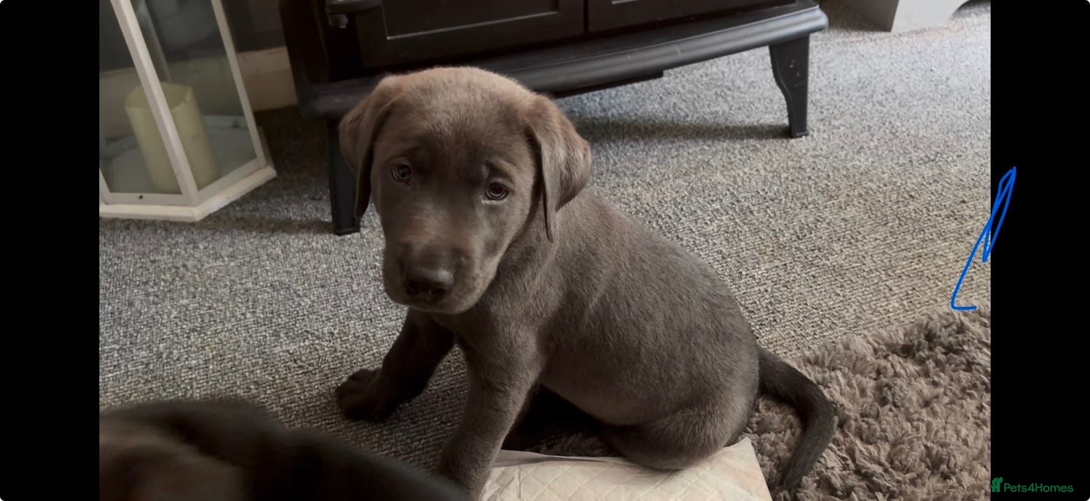 Labrador Retriever dogs Now taking deposits on my beautiful babies - Advert 18