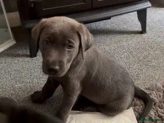Labrador Retriever dogs Now taking deposits on my beautiful babies - Advert 18